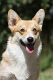 CORGI PEMBROKE 014